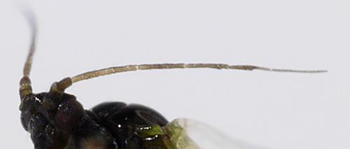 Cavariella theobaldi
